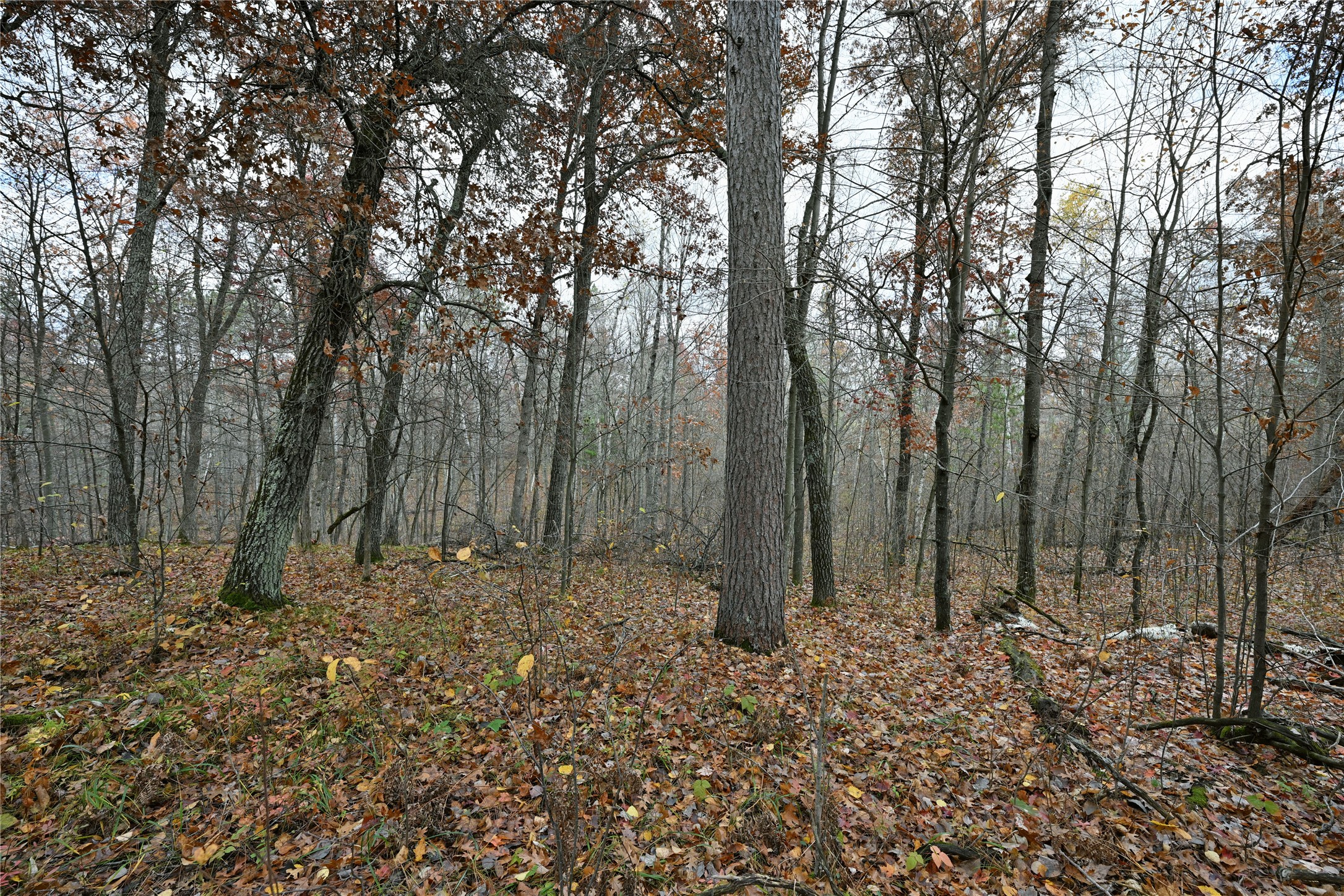1894-Lost-Lake-Danbury-WI-54830-8