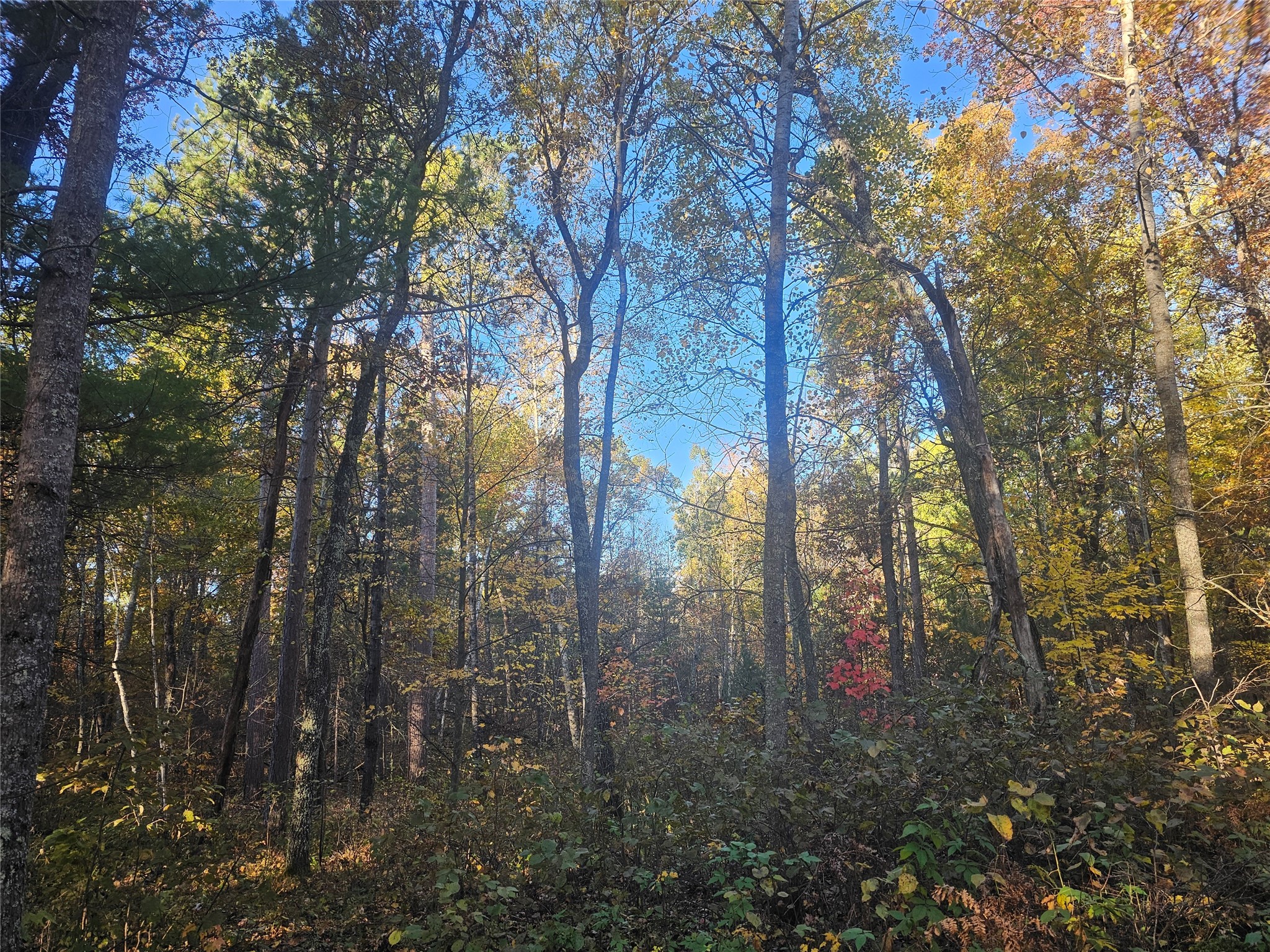 1894-Lost-Lake-Danbury-WI-54830-9