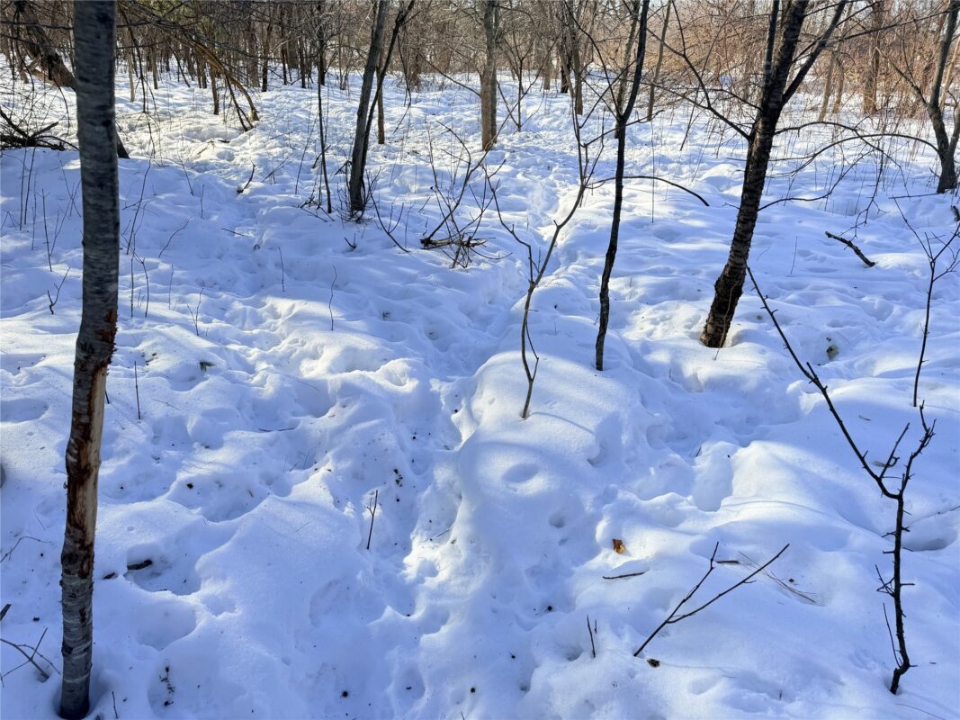 Lot 1 14 1/2 Street Rice Lake WI 54868 — photo 6
