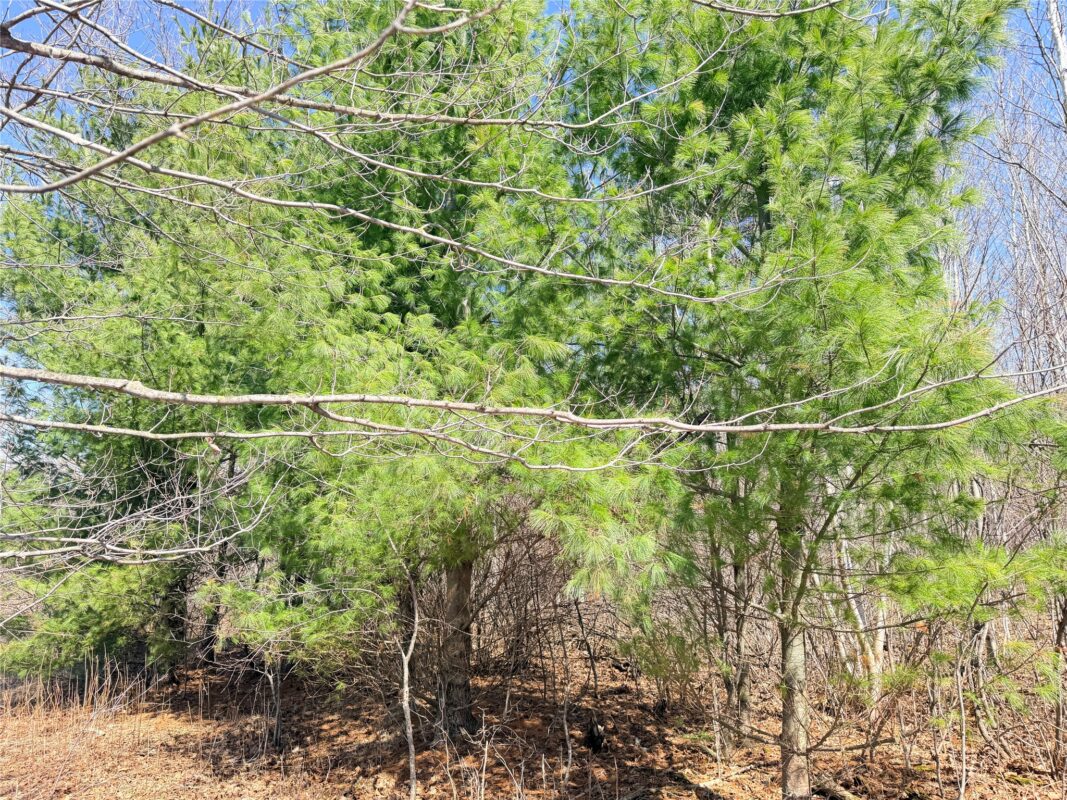 Land at Lot 2 14 1/2 Street, Rice Lake, WI 54868 — photo 5