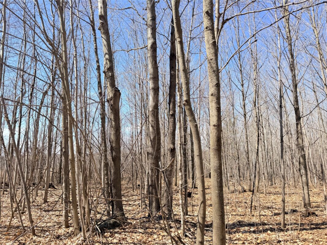 Land at Lot 2 14 1/2 Street, Rice Lake, WI 54868 — photo 9