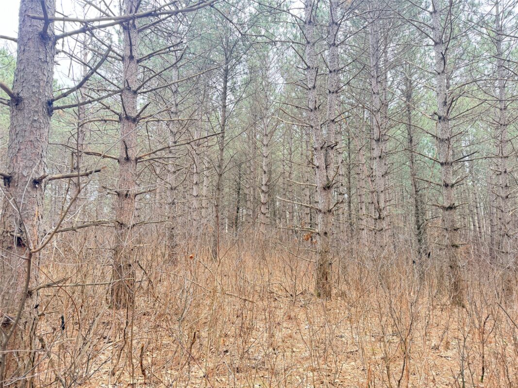 Lot 5 Big Lake Drive Osceola WI 54020 — photo 17