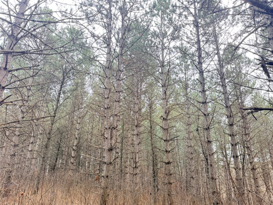 Lot 5 Big Lake Drive Osceola WI 54020 — photo 5