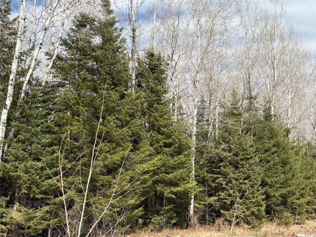 ON CTH F Park Falls WI 54552 — photo 5
