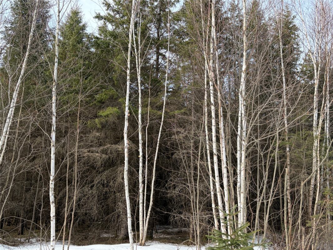 ON CTH GG Winter WI 54896 — photo 4