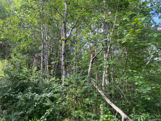 ON Delap Lane Couderay WI 54828 — photo 1