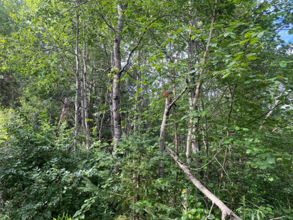 ON Delap Lane Couderay WI 54828 — photo 1