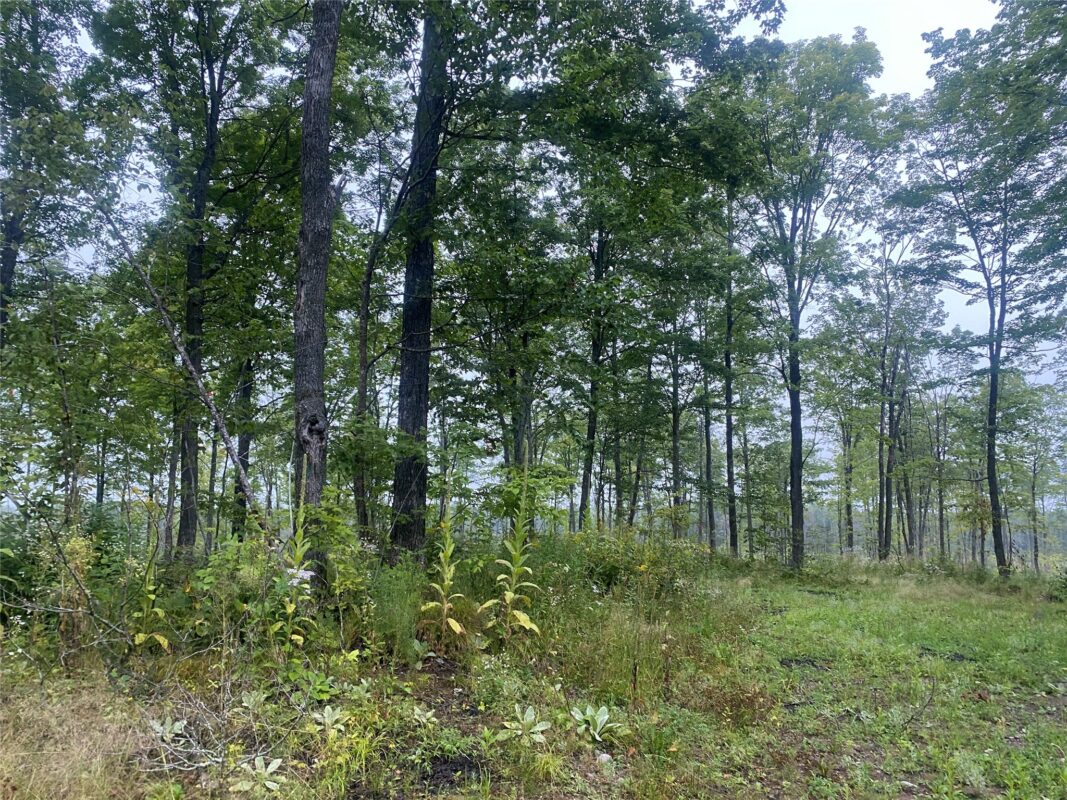 On Doland Road Loretta WI 54896 — photo 4