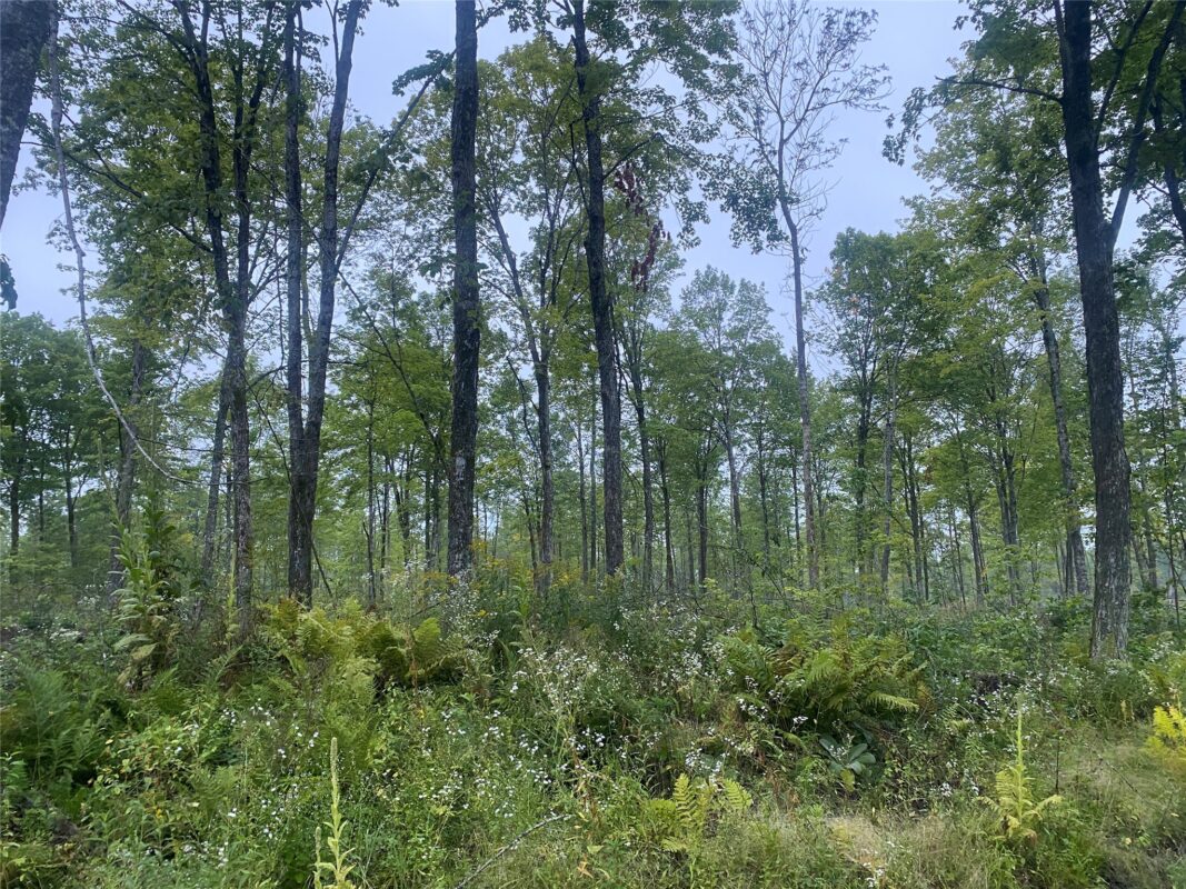 On Doland Road Loretta WI 54896 — photo 7