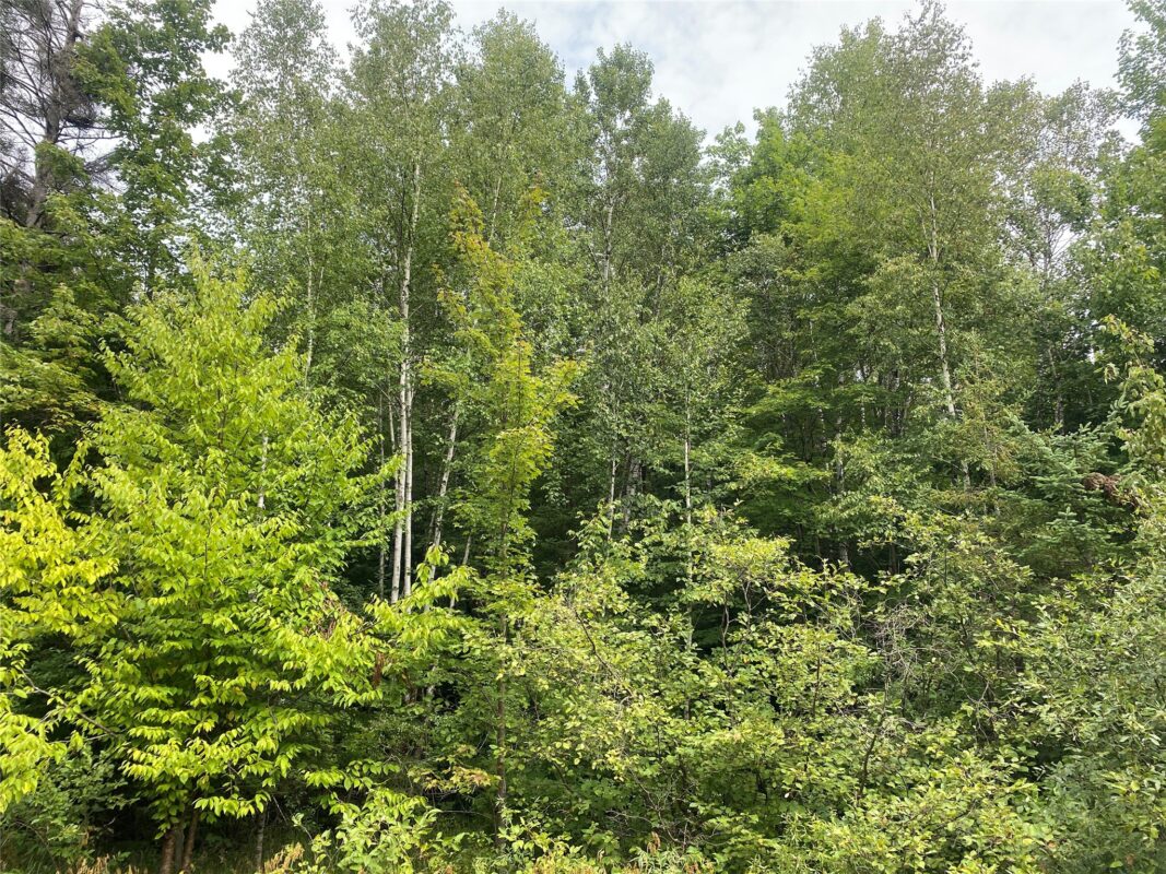 ON Maple Ridge Road Park Falls WI 54552 — photo 2