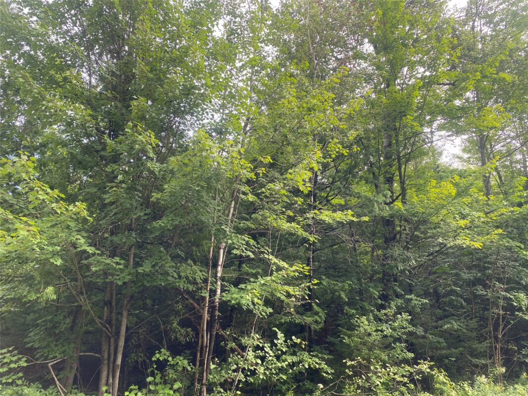 ON Maple Ridge Road Park Falls WI 54552 — photo 5