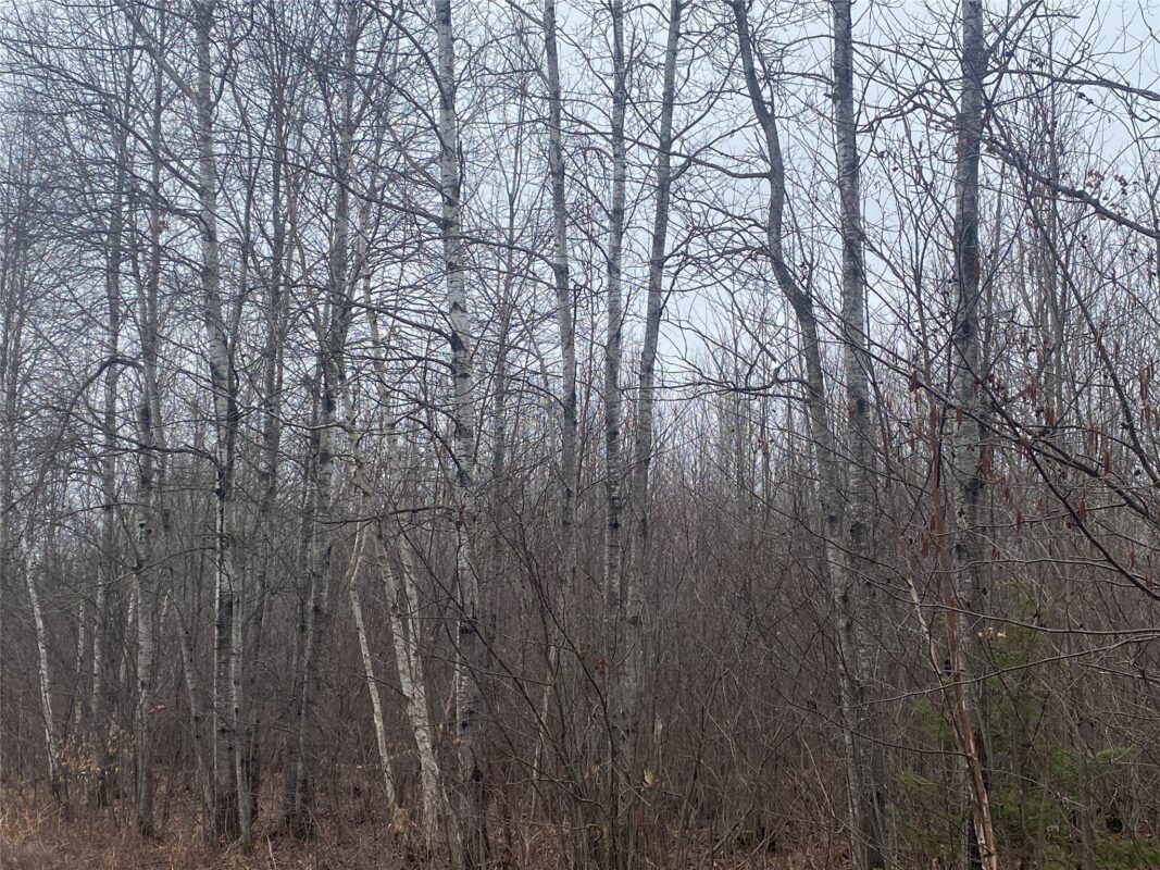 ON Shauger Road Ogema WI 54459 — photo 3