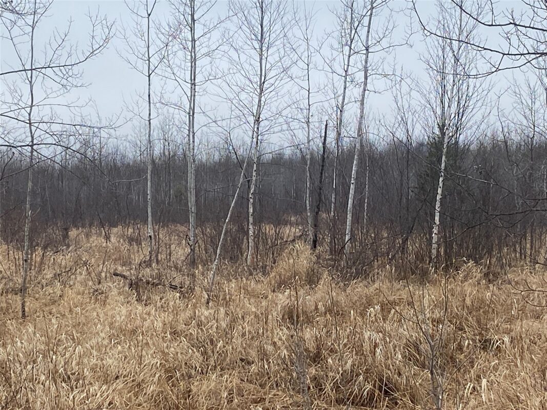 ON Shauger Road Ogema WI 54459 — photo 3