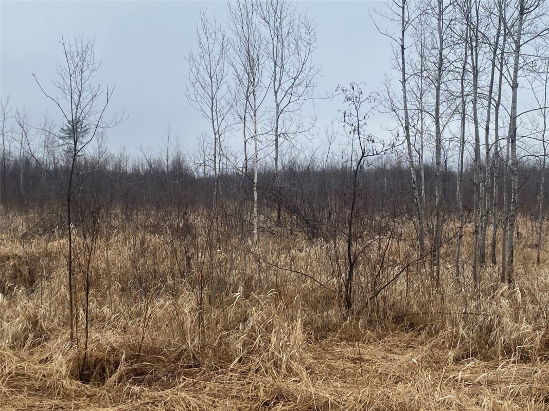 ON Shauger Road Ogema WI 54459 — photo 4