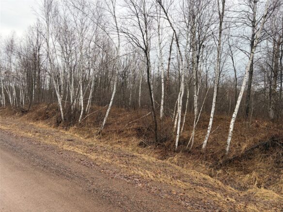 ON Sheep Camp Road Ladysmith WI 54848 — photo 1