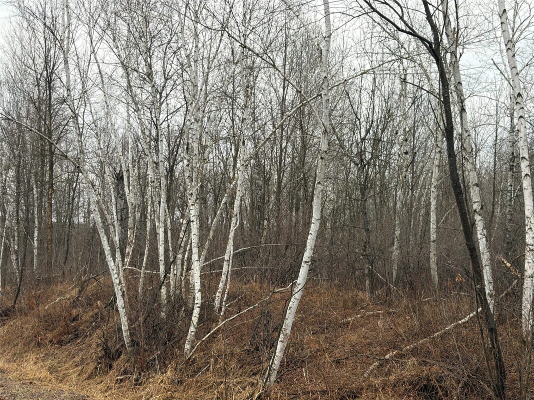 ON Sheep Camp Road Ladysmith WI 54848 — photo 4