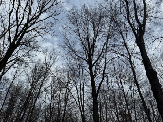 OOO MAPLE Granton WI 54436 — photo 1