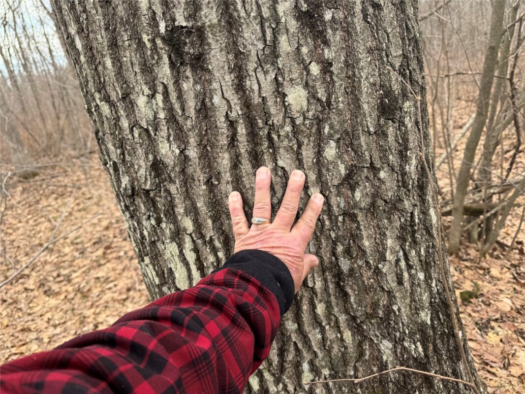 OOO MAPLE Granton WI 54436 — photo 10