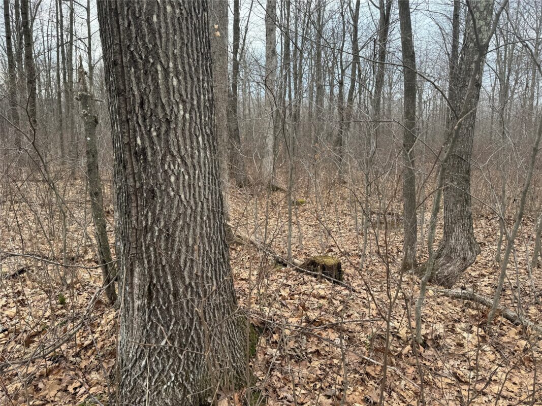 OOO MAPLE Granton WI 54436 — photo 11