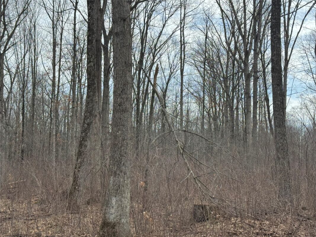 OOO MAPLE Granton WI 54436 — photo 13