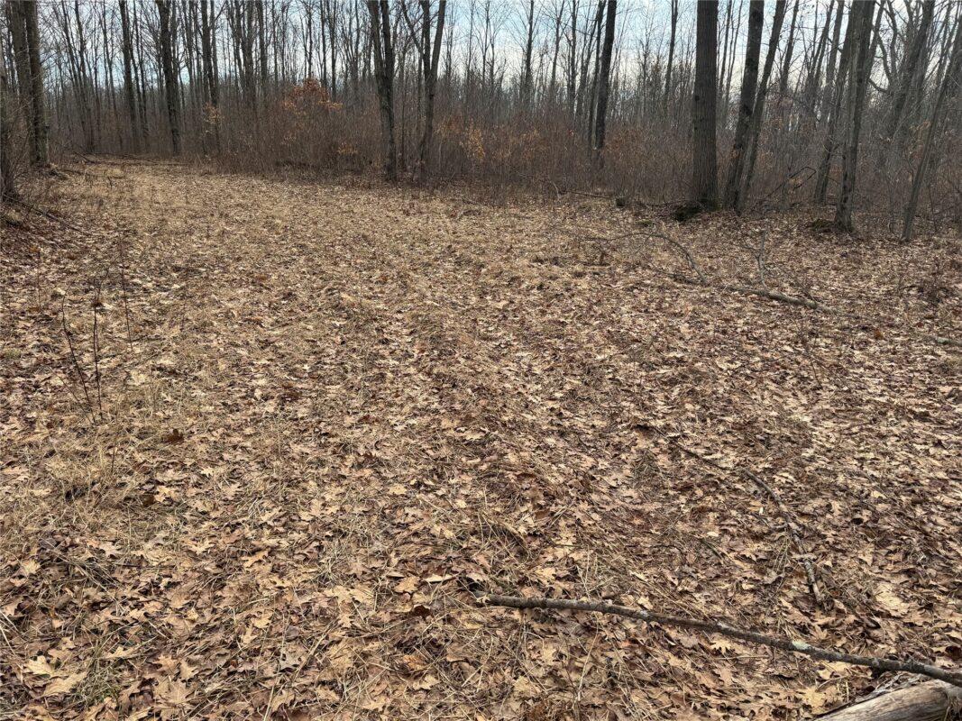 OOO MAPLE Granton WI 54436 — photo 14