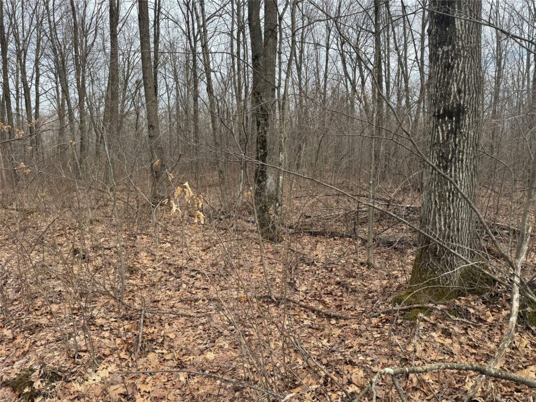 OOO MAPLE Granton WI 54436 — photo 16