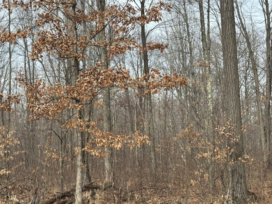 OOO MAPLE Granton WI 54436 — photo 18
