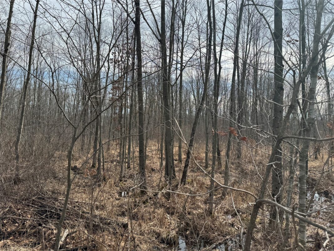 OOO MAPLE Granton WI 54436 — photo 21