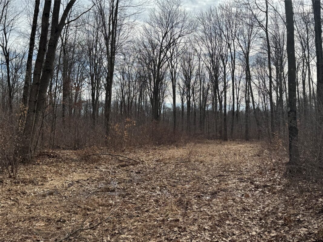 OOO MAPLE Granton WI 54436 — photo 23