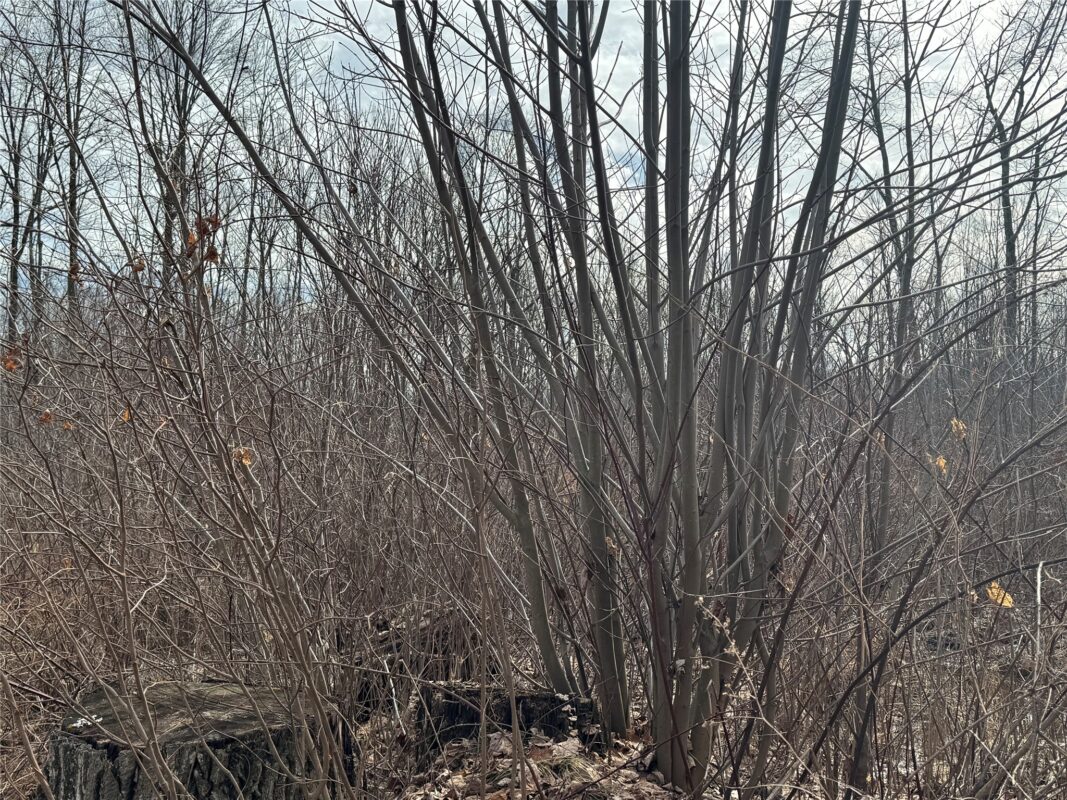 OOO MAPLE Granton WI 54436 — photo 25