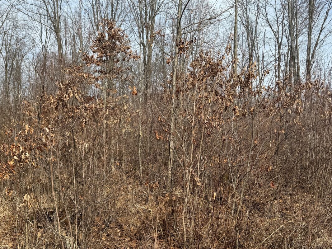 OOO MAPLE Granton WI 54436 — photo 26