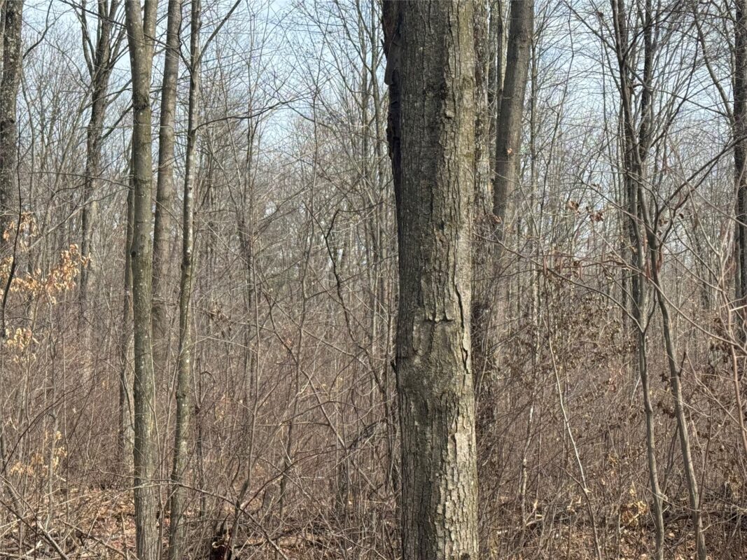 OOO MAPLE Granton WI 54436 — photo 28