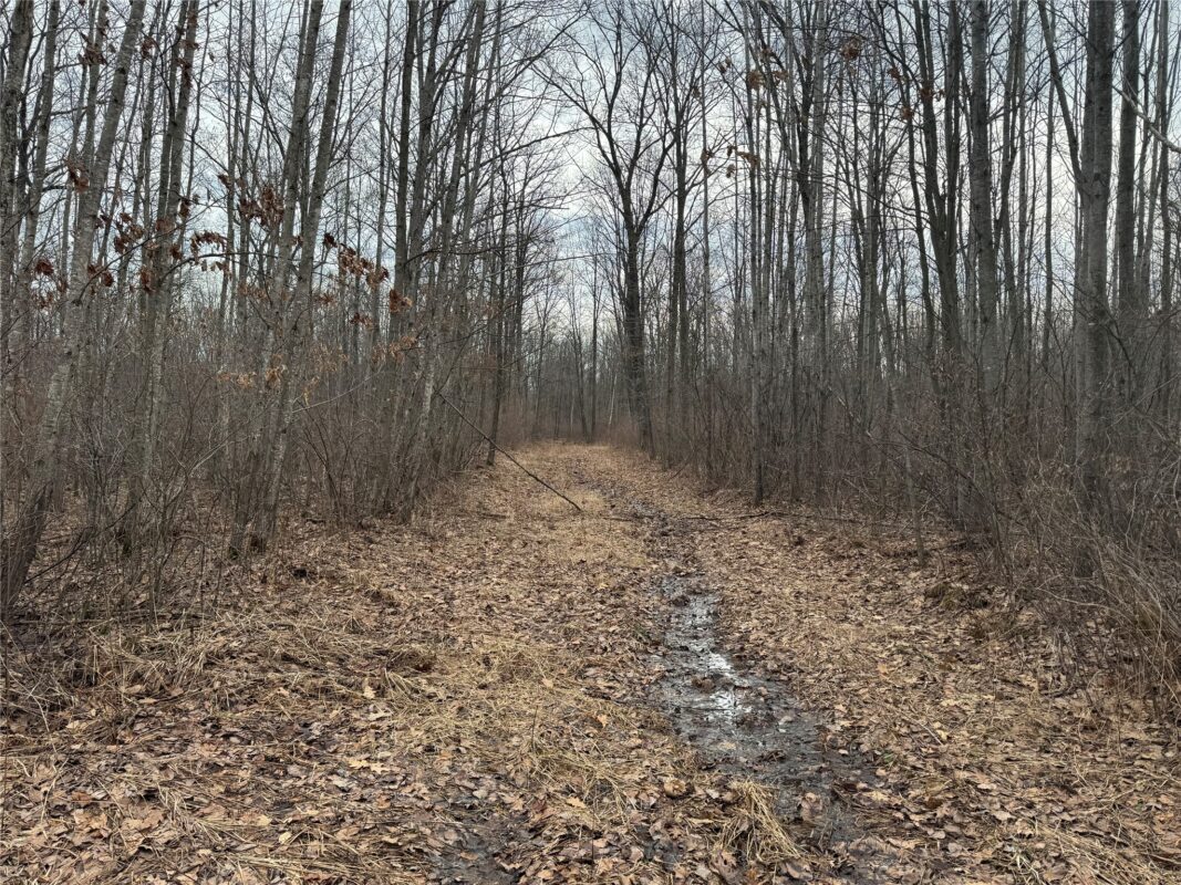 OOO MAPLE Granton WI 54436 — photo 3