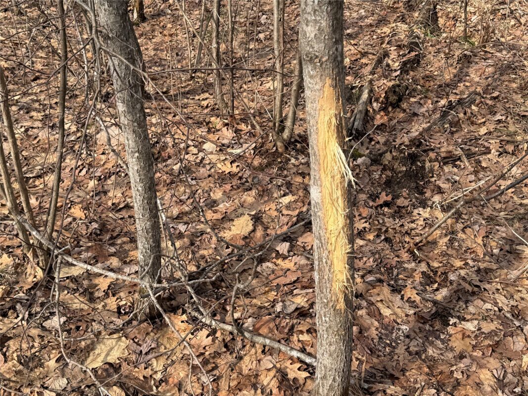OOO MAPLE Granton WI 54436 — photo 30
