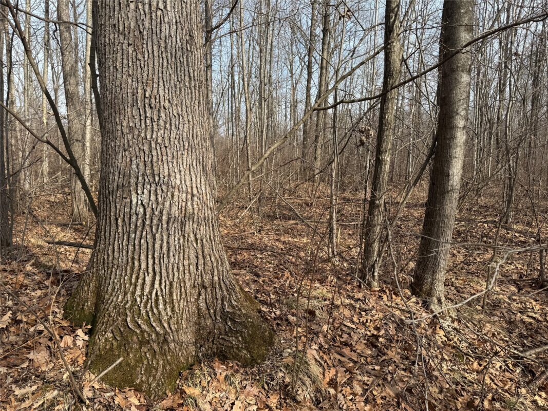 OOO MAPLE Granton WI 54436 — photo 32