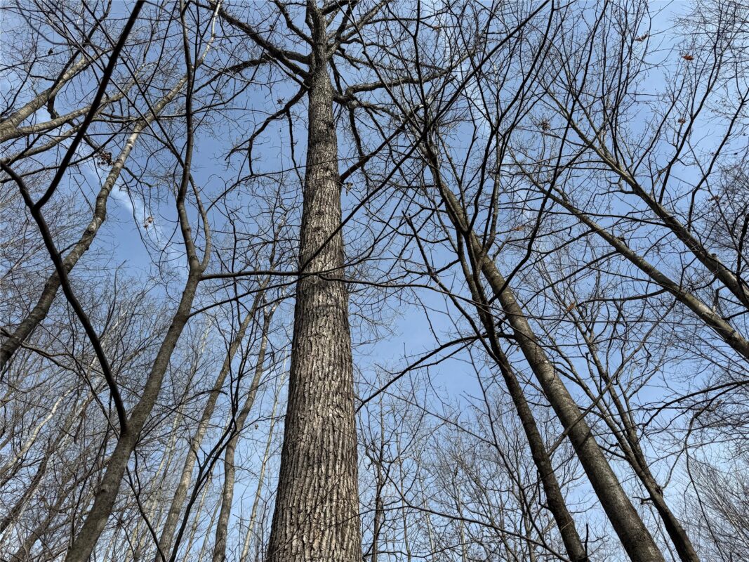 OOO MAPLE Granton WI 54436 — photo 33