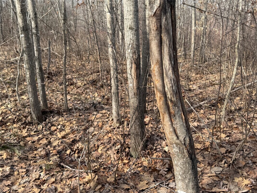 OOO MAPLE Granton WI 54436 — photo 35