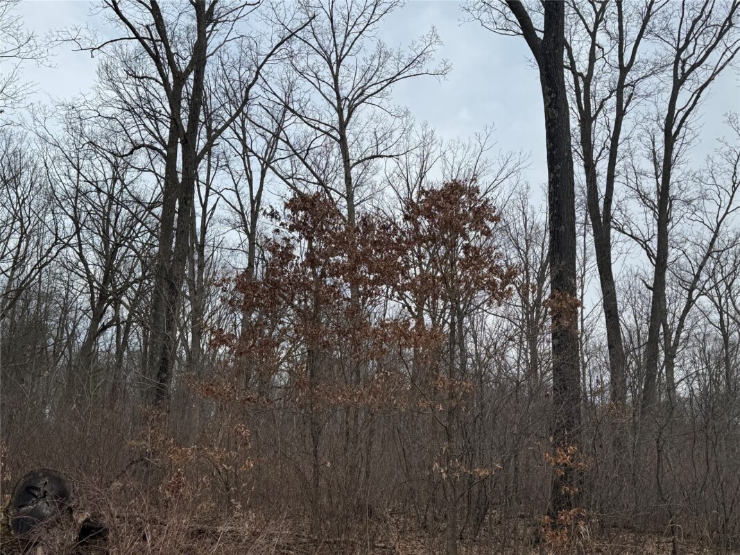 OOO MAPLE Granton WI 54436 — photo 4