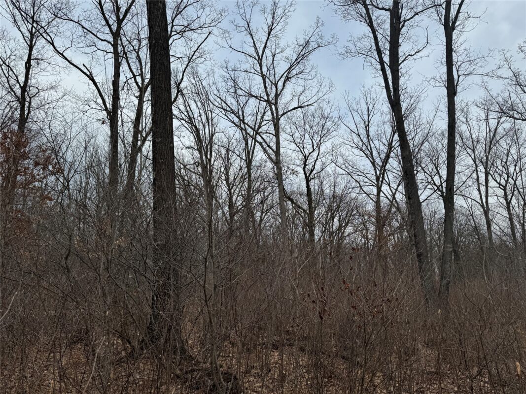 OOO MAPLE Granton WI 54436 — photo 5