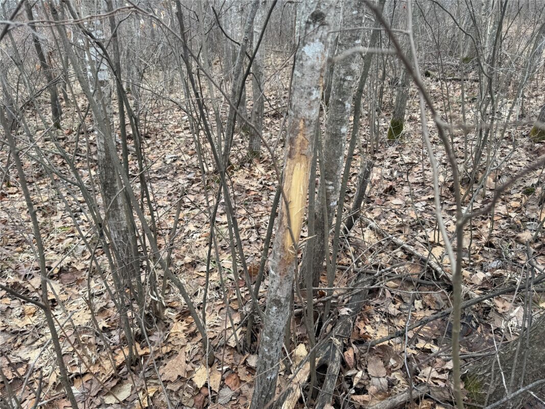 OOO MAPLE Granton WI 54436 — photo 7