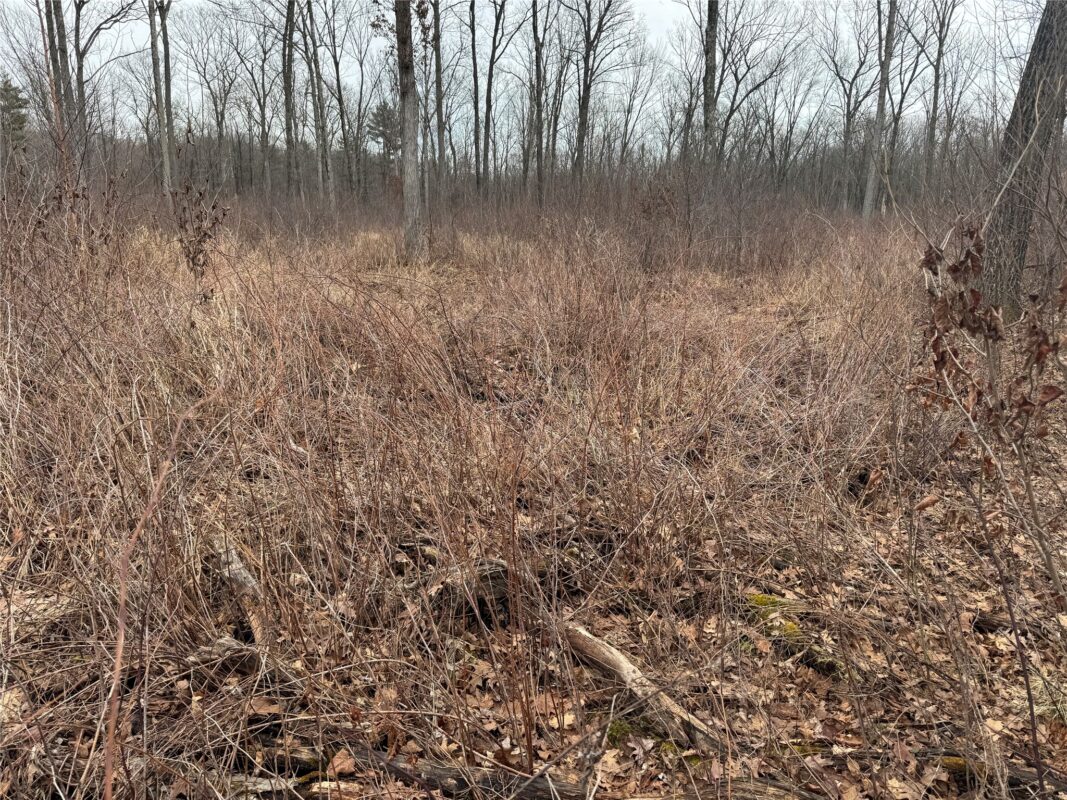 OOO MAPLE Granton WI 54436 — photo 9