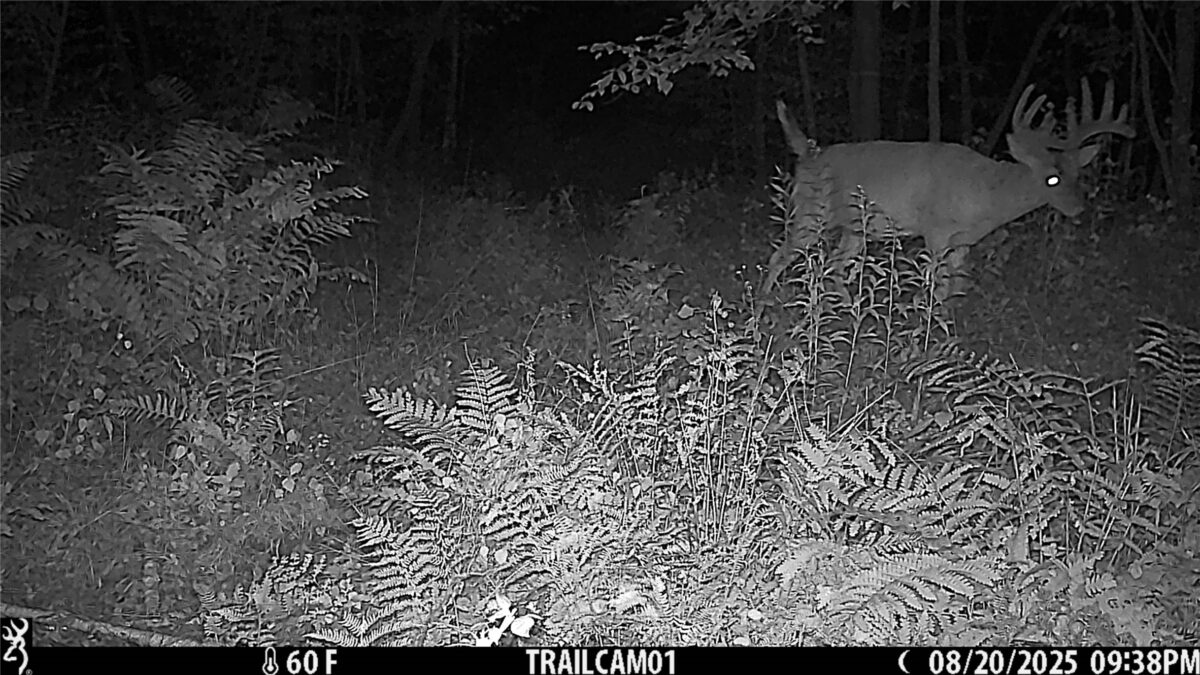 TBD 10 Acres Antler Lake Drive Milltown WI 54858 — photo 12