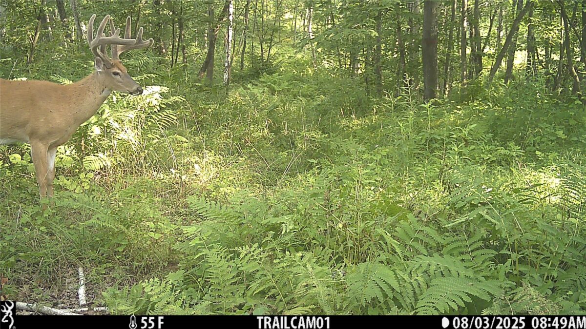 TBD 10 Acres Antler Lake Drive Milltown WI 54858 — photo 18