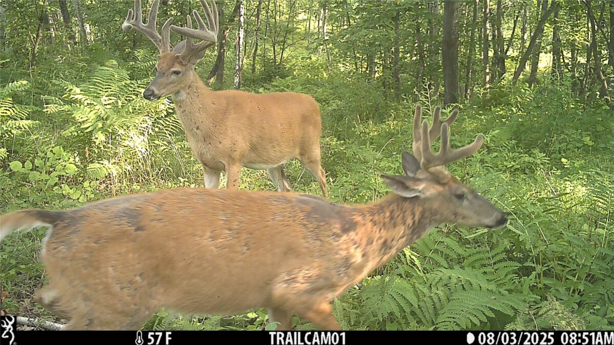 TBD 10 Acres Antler Lake Drive Milltown WI 54858 — photo 2