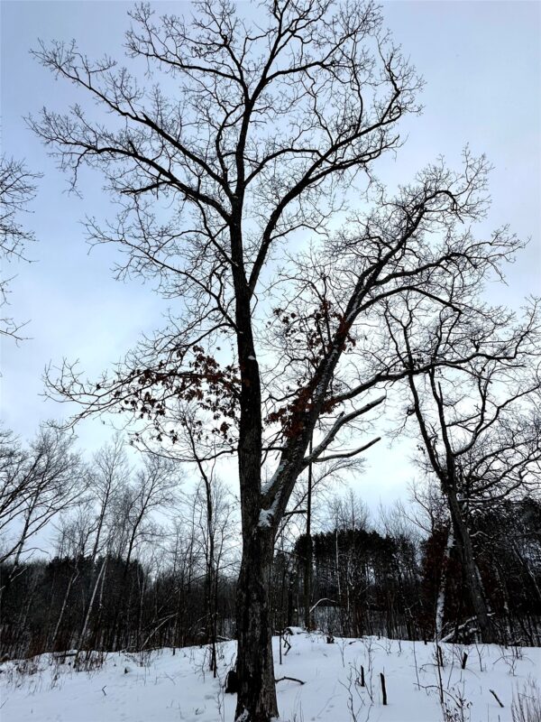 TBD 10 Acres Antler Lake Drive Milltown WI 54858 — photo 21
