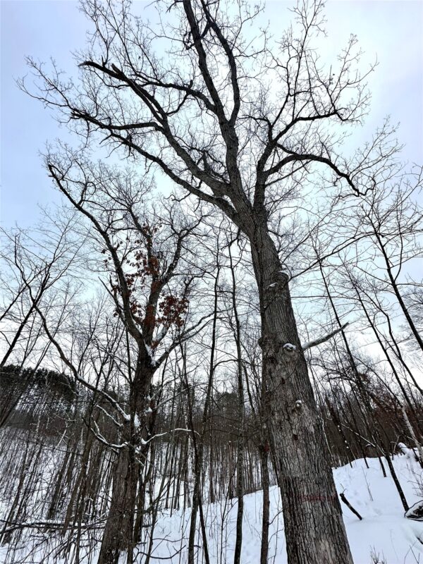 TBD 10 Acres Antler Lake Drive Milltown WI 54858 — photo 26