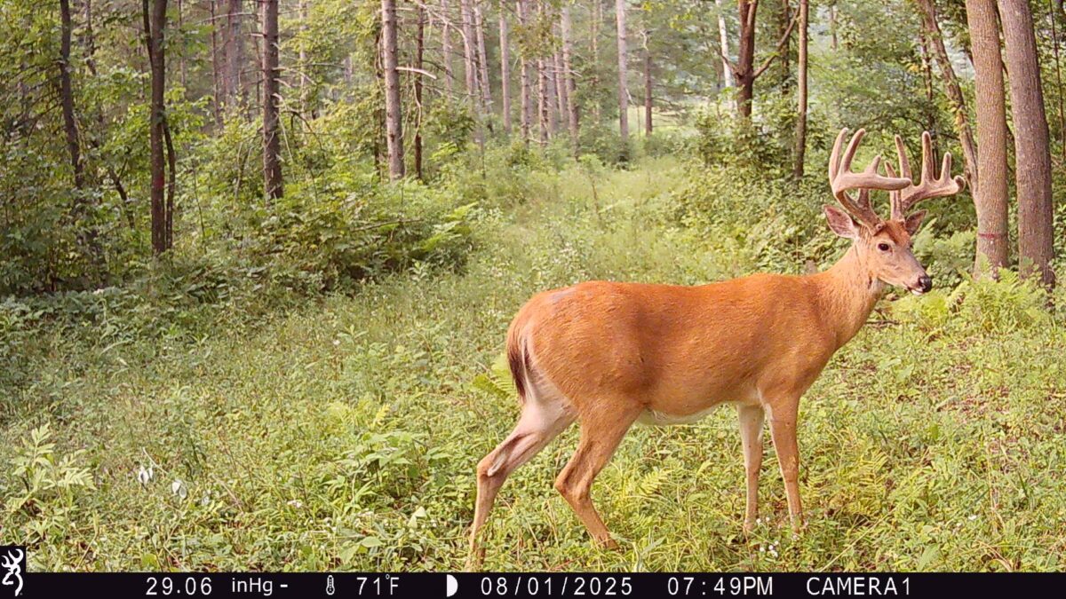 TBD 10 Acres Antler Lake Drive Milltown WI 54858 — photo 4