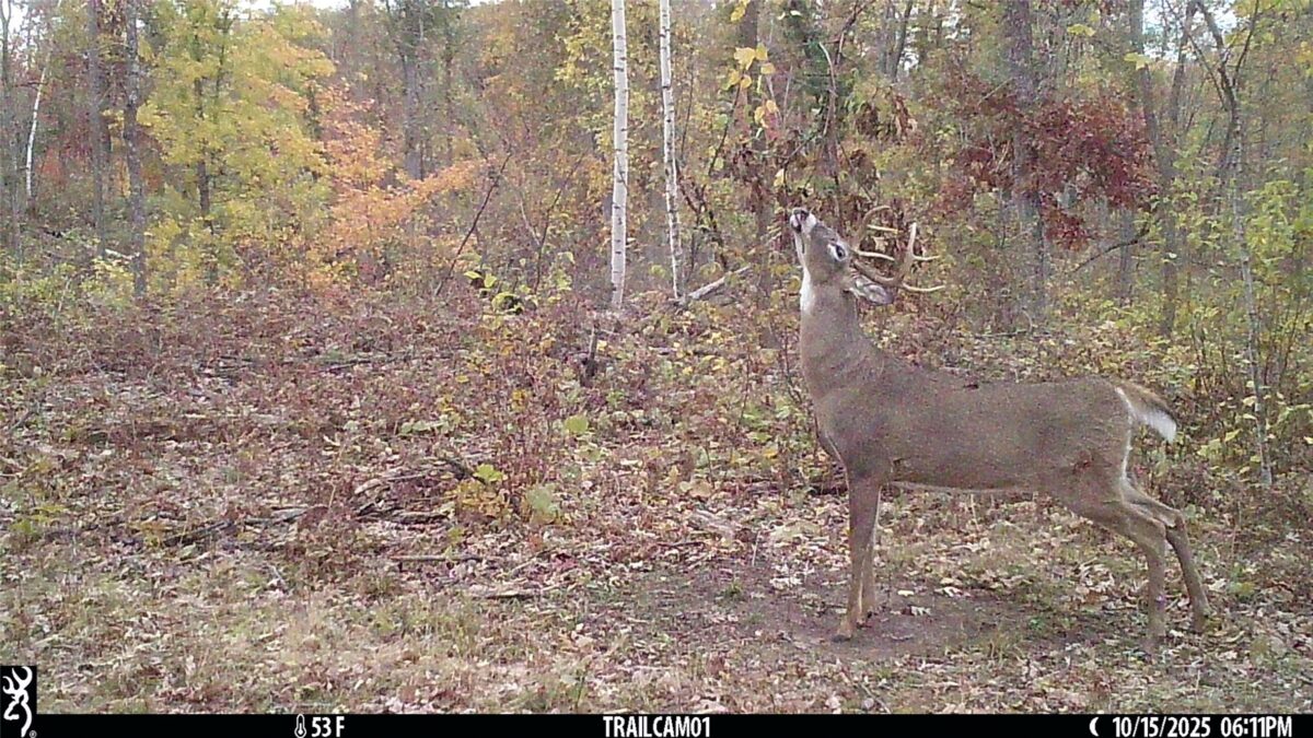 TBD 10 Acres Antler Lake Drive Milltown WI 54858 — photo 6