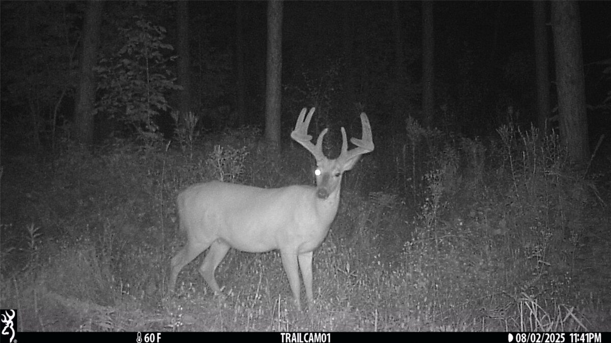 TBD 10 Acres Antler Lake Drive Milltown WI 54858 — photo 8