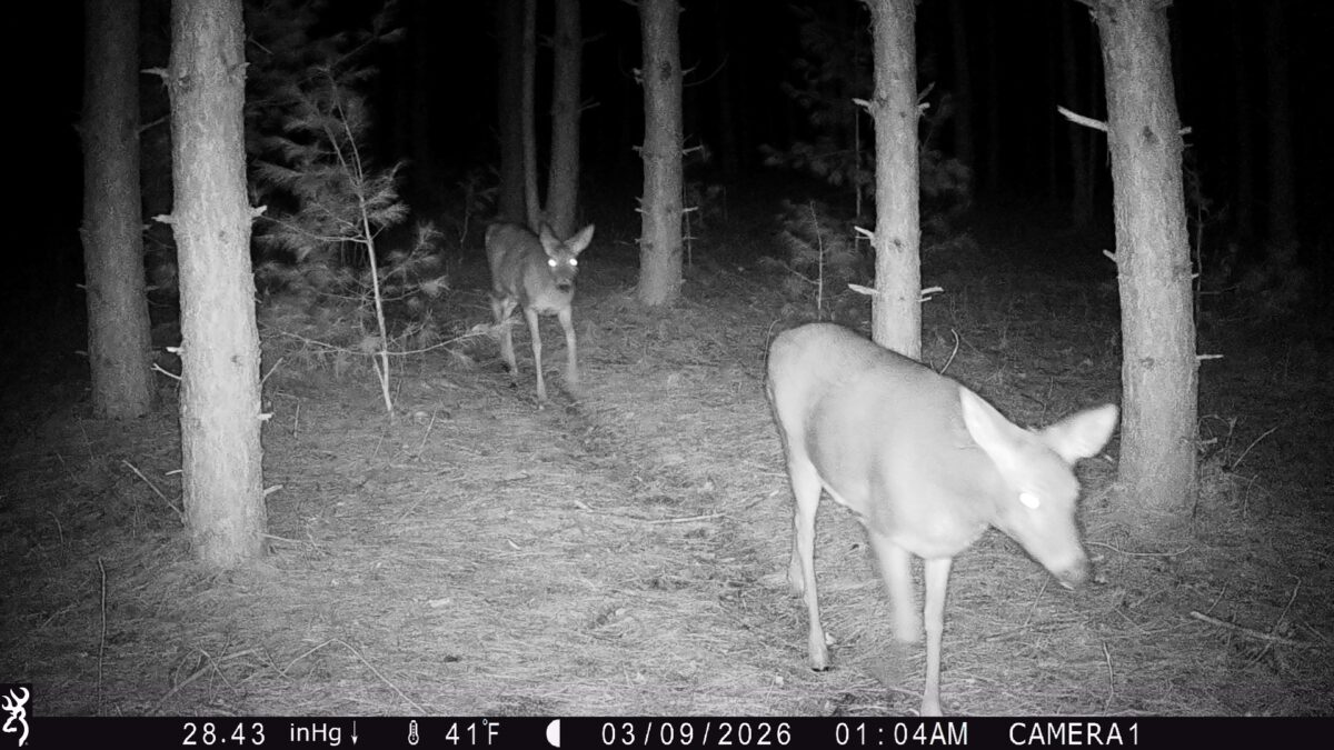 TBD 20 Acres 630th Street Colfax WI 54730 — photo 10